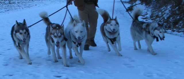 Snow dogs on trail