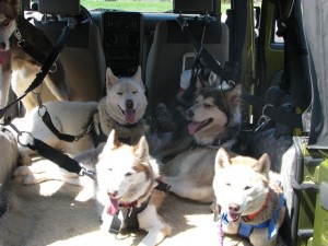 Dogs in jeep