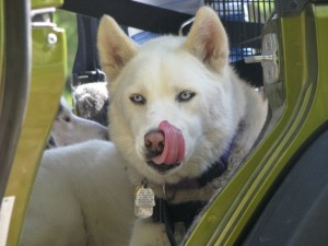 Licking his nose