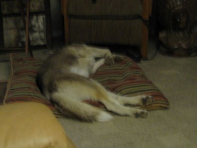 Kodiak asleep