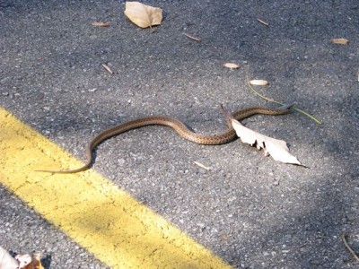 Snake in Road
