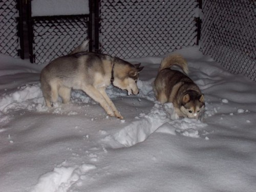 lousy guard dogs playing in snow