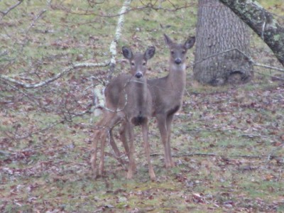 Pair of Deer