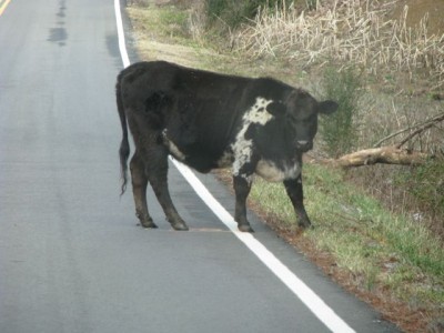 Cow staring at us
