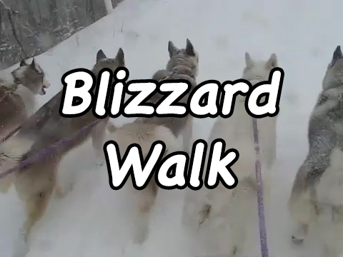 Blizzard Walk