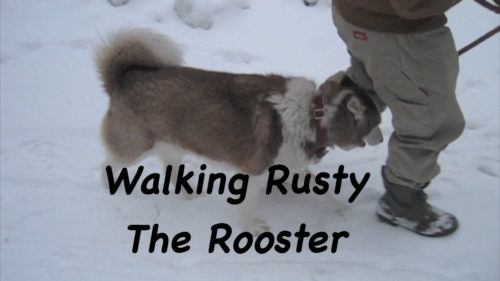 Walking Rusty The Rooster