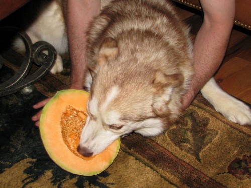 Ruby with one of her most famous counter surfing victims - half of a cantaloupe.