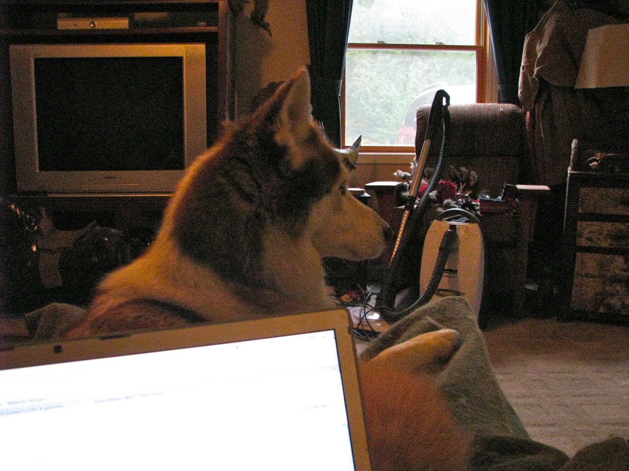 Lapdog and laptop compete for space. - hazards of working in the den