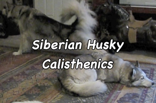 Siberian Husky Calisthenics