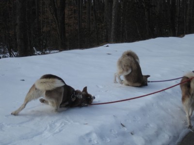Synchronized Snow Sliding with Kodiak and Cheoah
