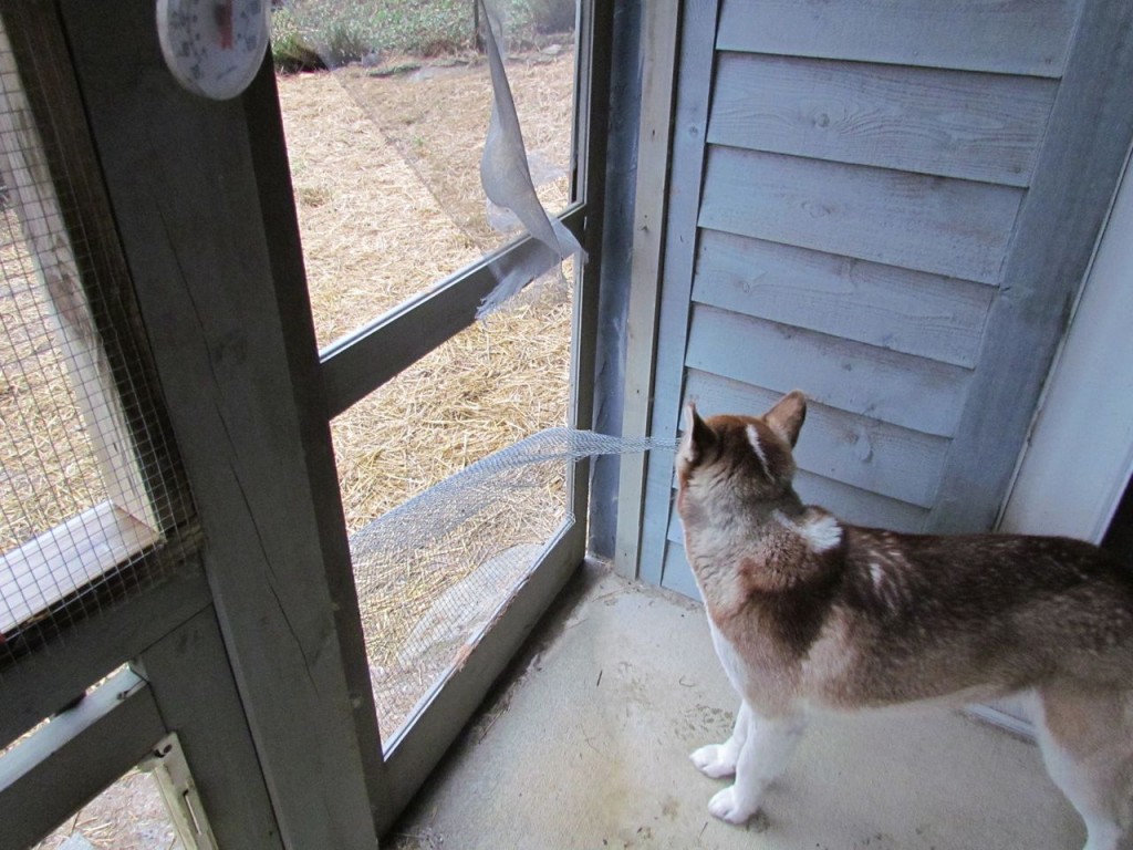 Kodiak examines the screen door.