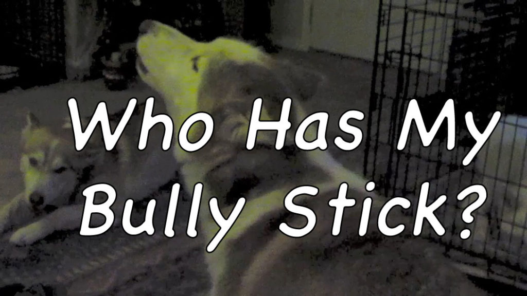 Who Has My Bully Stick