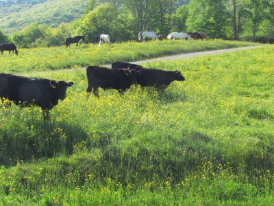 Cows 2