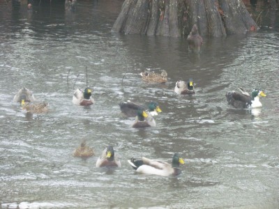 More ducks
