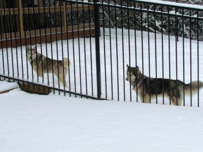 QNTE and Kiska in the snow
