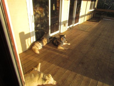 March and sunning on the porch