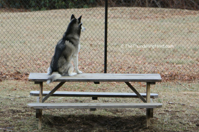 Frankie on picnic table