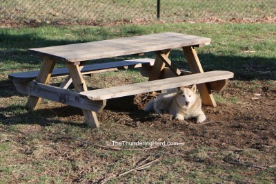 under the picnic table