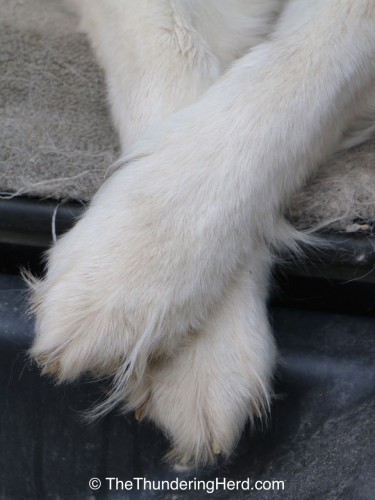 fuzzy paws