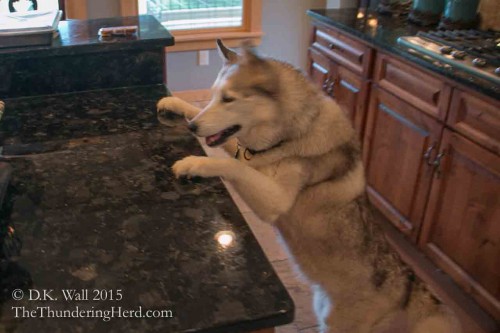 Kitchen inspection