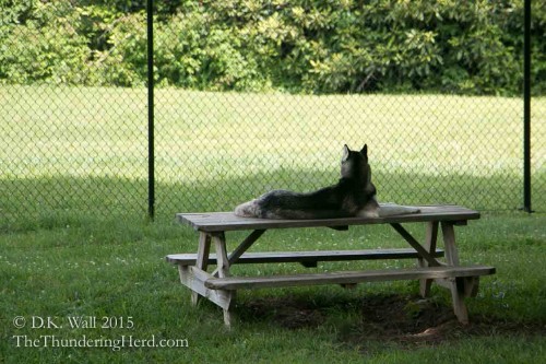 Laying on picnic table