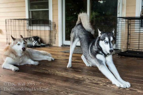 Typhoon doing stretching exercises while Frankie and Cheoah are resting up for the weekend