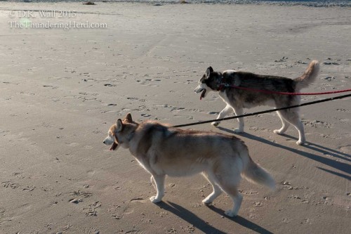 Ruby and Tartok walking on the beach.