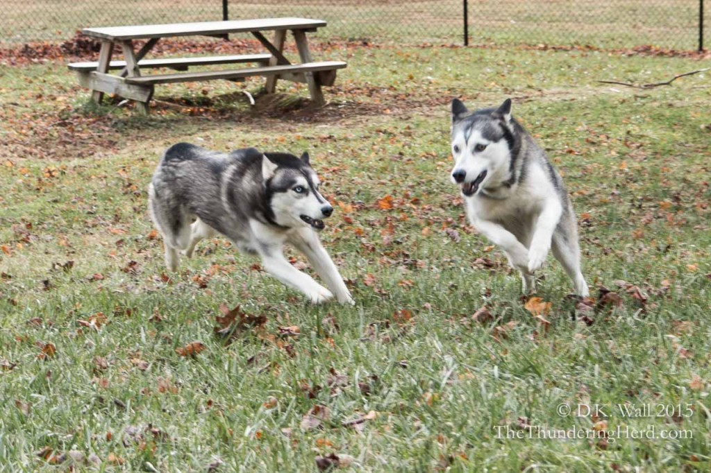 Hazards of Dog Photography | The Thundering Herd