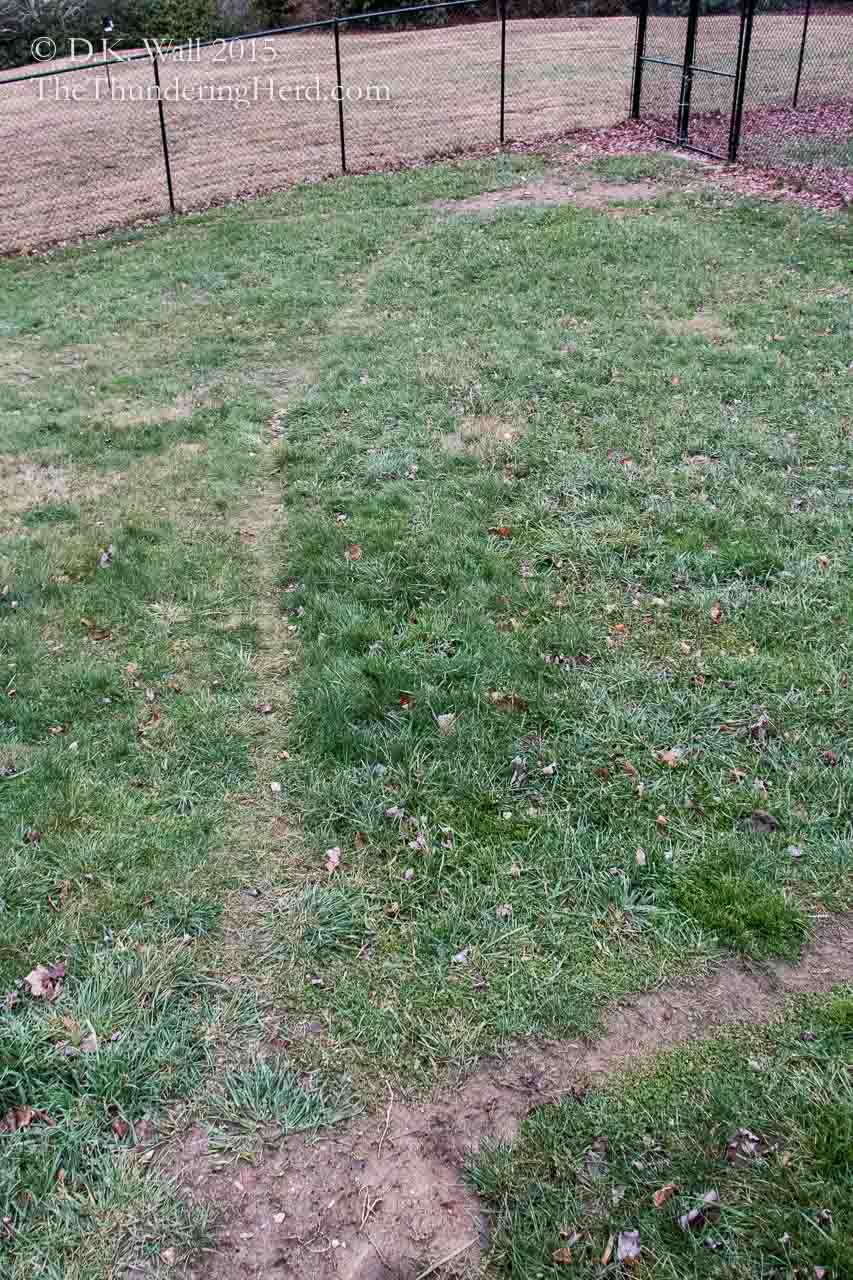 Our desire paths run not only along the perimeter of the fence, but also in agreed upon short cuts through the yard.