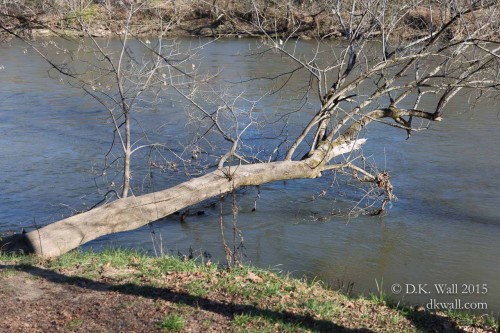 A tree dangling in the river.