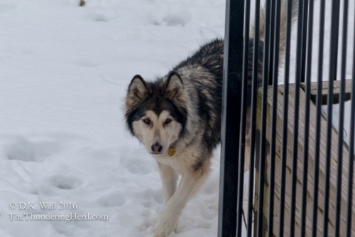 Kiska's security patrols are still in deep snow. - stopping the snow thief