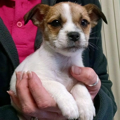 Kipper is a nine week old ShihTzu Chihuahua mix boy. Wow is he a cutie! He's as playful and as much fun as you would expect from a whopping three pound puppy!