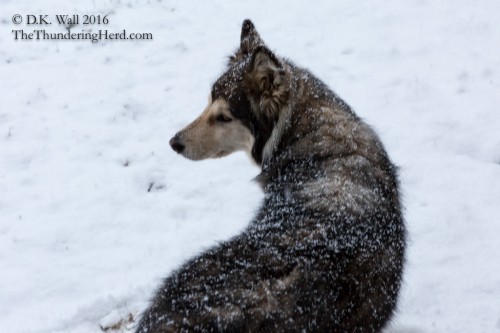 A rolling stone may gather no moss, but a patrolling Kiska sure gathers snow flakes.