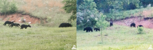 Our neighbors - mom and four cubs - checking to see if the blackberries are ready yet.