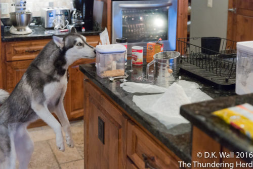 No paws on the counter. No problem.