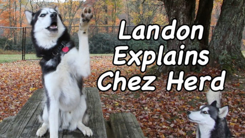 Landon Explain Chez herd