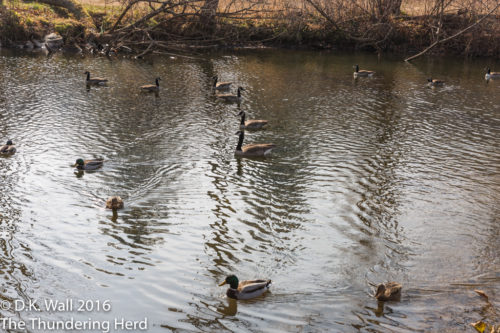 Ducks geese swimming in Richland Creek