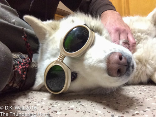 Let's call it the Cool Q Doggles look - and not mention that I was peeking.