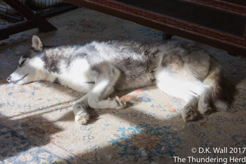 Typhoon claimed under Hu-Dad's desk.