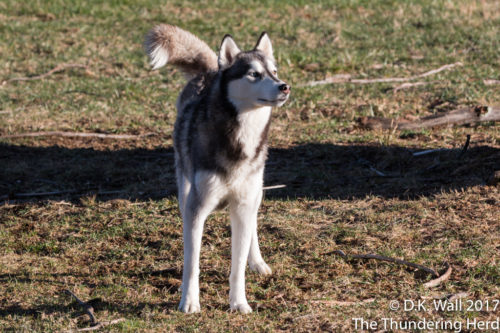 Maybe I can sniff more snow coming later this week.