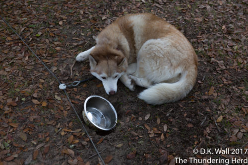 Cheoah's food bowl safety includes a perfectly sized hole in the ground.