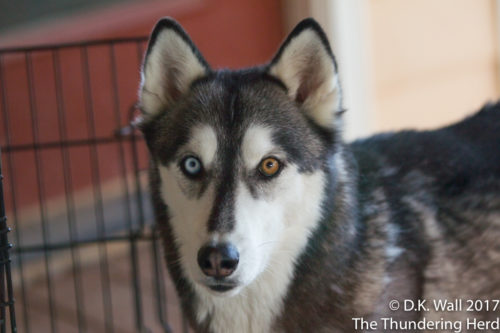 Typhoon's best innocent look is very, very good.