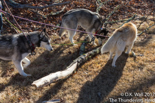 Wow, what a perfect little stick.