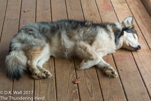 Chief of Security Kiska - promises to wake if a threat occurs.