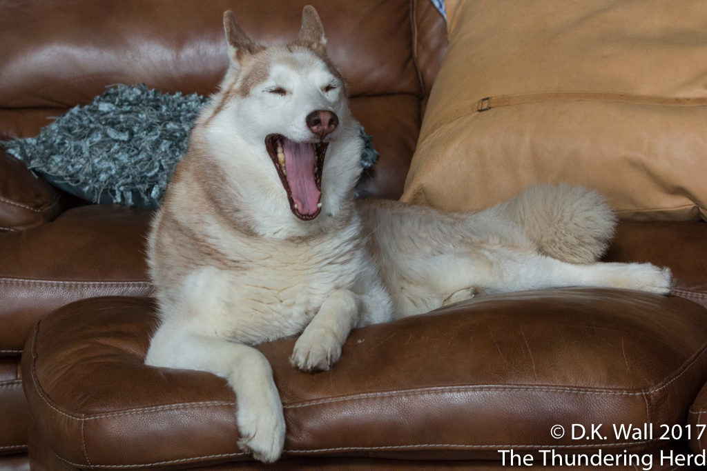 Cheesewhiz Yawn.