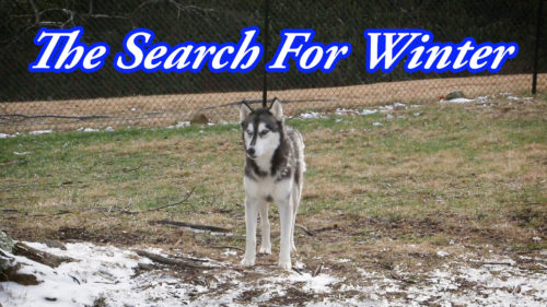 Search For Winter