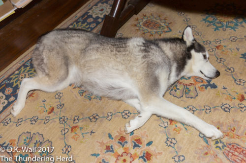 Ok, I might move under the desk. But that's as far as I am going.