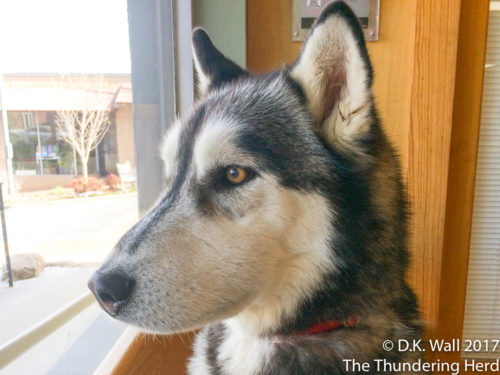 I don't see a chipmunk, Hu-Dad.