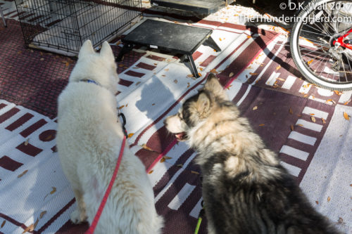 Put the camera down, Hu-Dad, and let us in to the magic cold air.