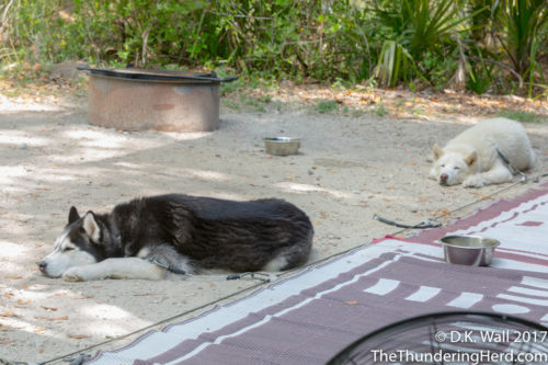 You know it is hot when Boom Boom isn't moving.